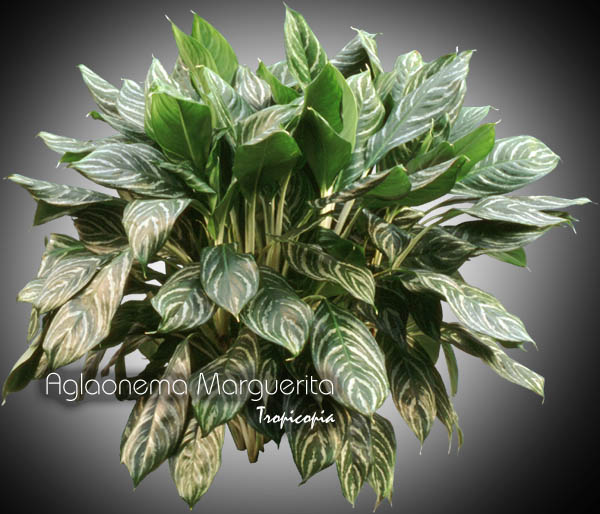 Aglaonema - Aglaonema Marguerita - Aglaonema - Chinese Evergreen